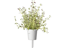 Charger l&#39;image dans la galerie, CLICK &amp; GROW Mélange d&#39;herbes italiennes (PPMIPX9)
