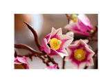 11510 Branches de magnolia