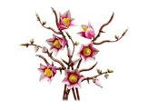 11510 Branches de magnolia