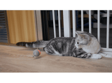 CHEERBLE CHEERBLE BALL M1 - GRAY Jouets