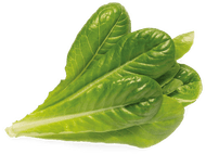 CLICK & GROW Laitue romaine Pack de 3 (CNG REFILL ROMAIN)