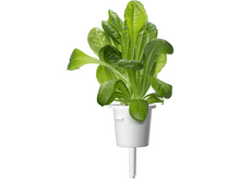 Charger l&#39;image dans la galerie, CLICK &amp; GROW Laitue romaine Pack de 3 (CNG REFILL ROMAIN)
