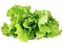 Charger l&#39;image dans la galerie, CLICK &amp; GROW Laitue Vert Recharge Pack de 3 (CNG REFILL GREEN LETTUCE)
