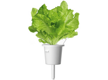 Charger l&#39;image dans la galerie, CLICK &amp; GROW Laitue Vert Recharge Pack de 3 (CNG REFILL GREEN LETTUCE)
