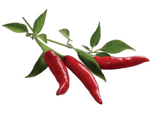 Charger l&#39;image dans la galerie, CLICK &amp; GROW Piment Chili Recharge Pack de 3 (CG-RFCHIL)
