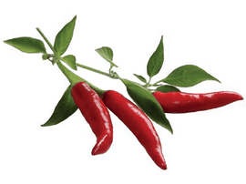 CLICK & GROW Piment Chili Recharge Pack de 3 (CG-RFCHIL)