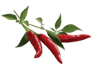 CLICK & GROW Piment Chili Recharge Pack de 3 (CG-RFCHIL)