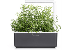 Charger l&#39;image dans la galerie, CLICK &amp; GROW Romarin Recharge Pack de 3 (CNG REFILL ROSEMARY)
