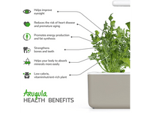 Charger l&#39;image dans la galerie, CLICK &amp; GROW Roquette Recharge Pack de 3 (CNG REFILL ARUGULA)
