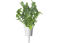 Charger l&#39;image dans la galerie, CLICK &amp; GROW Roquette Recharge Pack de 3 (CNG REFILL ARUGULA)
