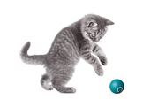 EASY PET Petite balle interactive rechargeable 300mAh - IMPPA3 Balle interactive