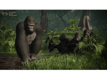 Charger l&#39;image dans la galerie, Gorilles dans une jungle. Un grand gorille fait face, d&#39;autres interagissent en arrière-plan.
