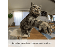 Charger l&#39;image dans la galerie, Un chat tigré tend une patte vers la caméra, scène domestique.
