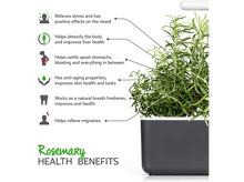 Charger l&#39;image dans la galerie, CLICK &amp; GROW Romarin Recharge Pack de 3 (CNG REFILL ROSEMARY)
