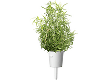 Charger l&#39;image dans la galerie, CLICK &amp; GROW Romarin Recharge Pack de 3 (CNG REFILL ROSEMARY)
