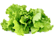 CLICK & GROW Laitue Vert Recharge Pack de 3 (CNG REFILL GREEN LETTUCE)