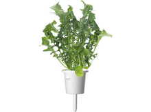 Charger l&#39;image dans la galerie, CLICK &amp; GROW Mélange de salades (PPMSAX9)

